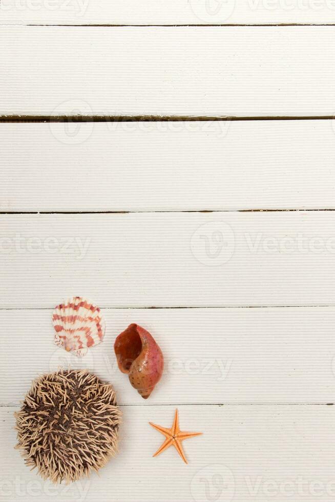 starfish on white wood photo