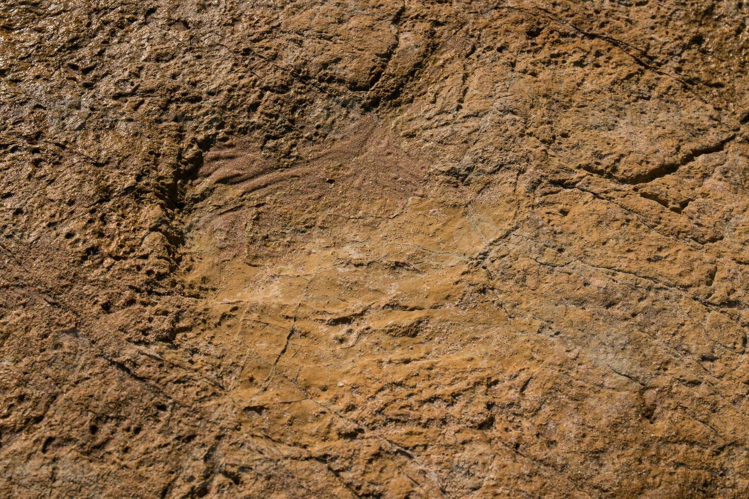 Dinosaur footprints on stone photo