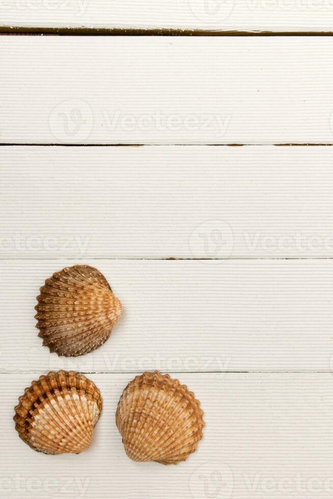 clam seashells on white wood photo