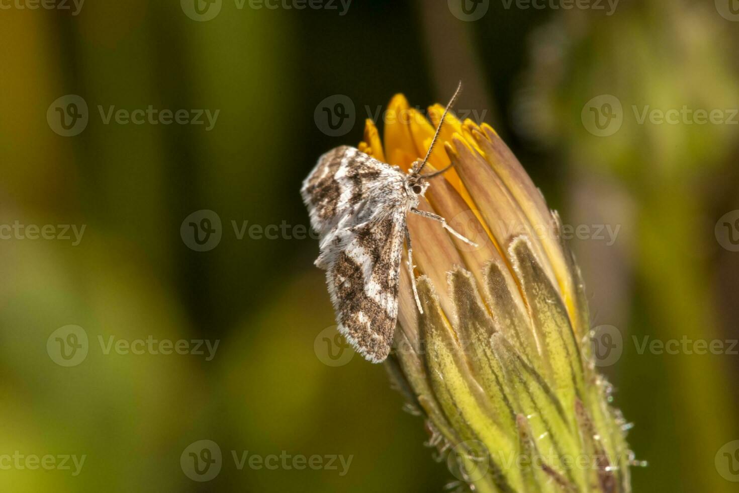 Hypotia corticalis moth photo
