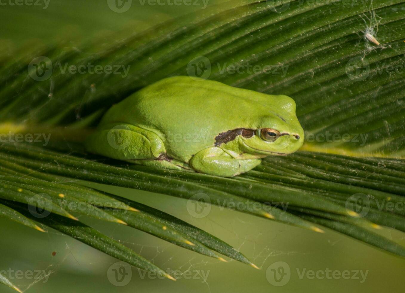 European tree frog photo