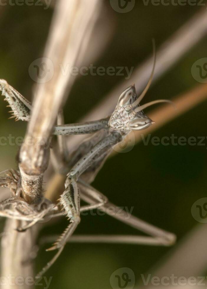 ameles picteti mantis photo