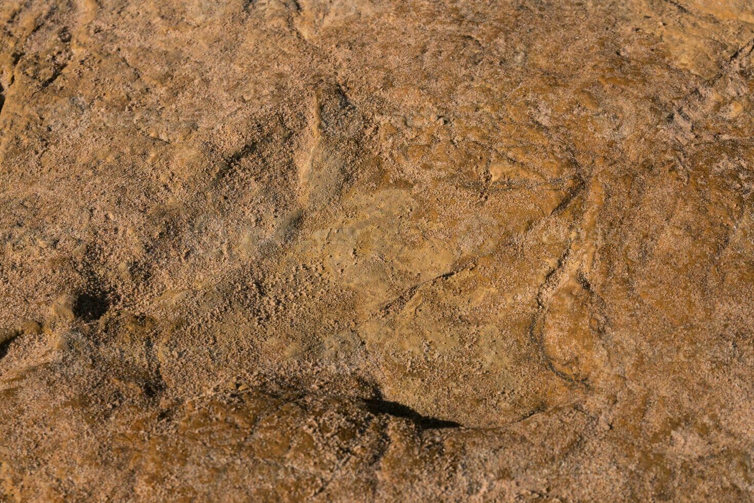 Dinosaur footprints on stone photo