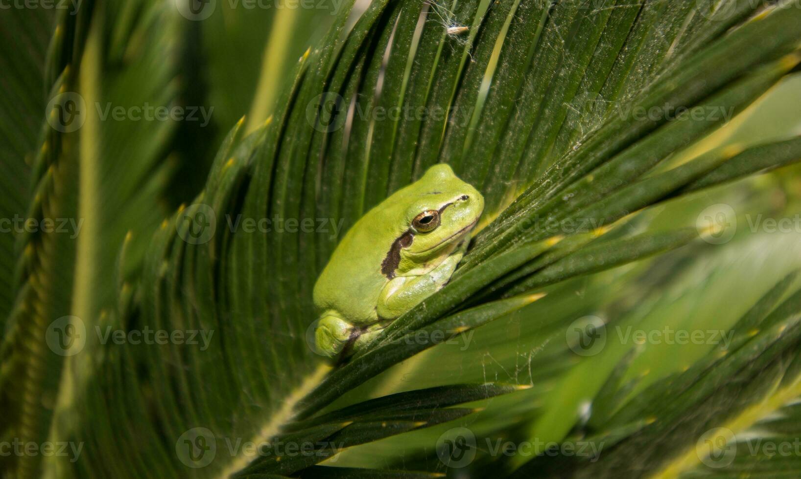 rana arborícola europea foto