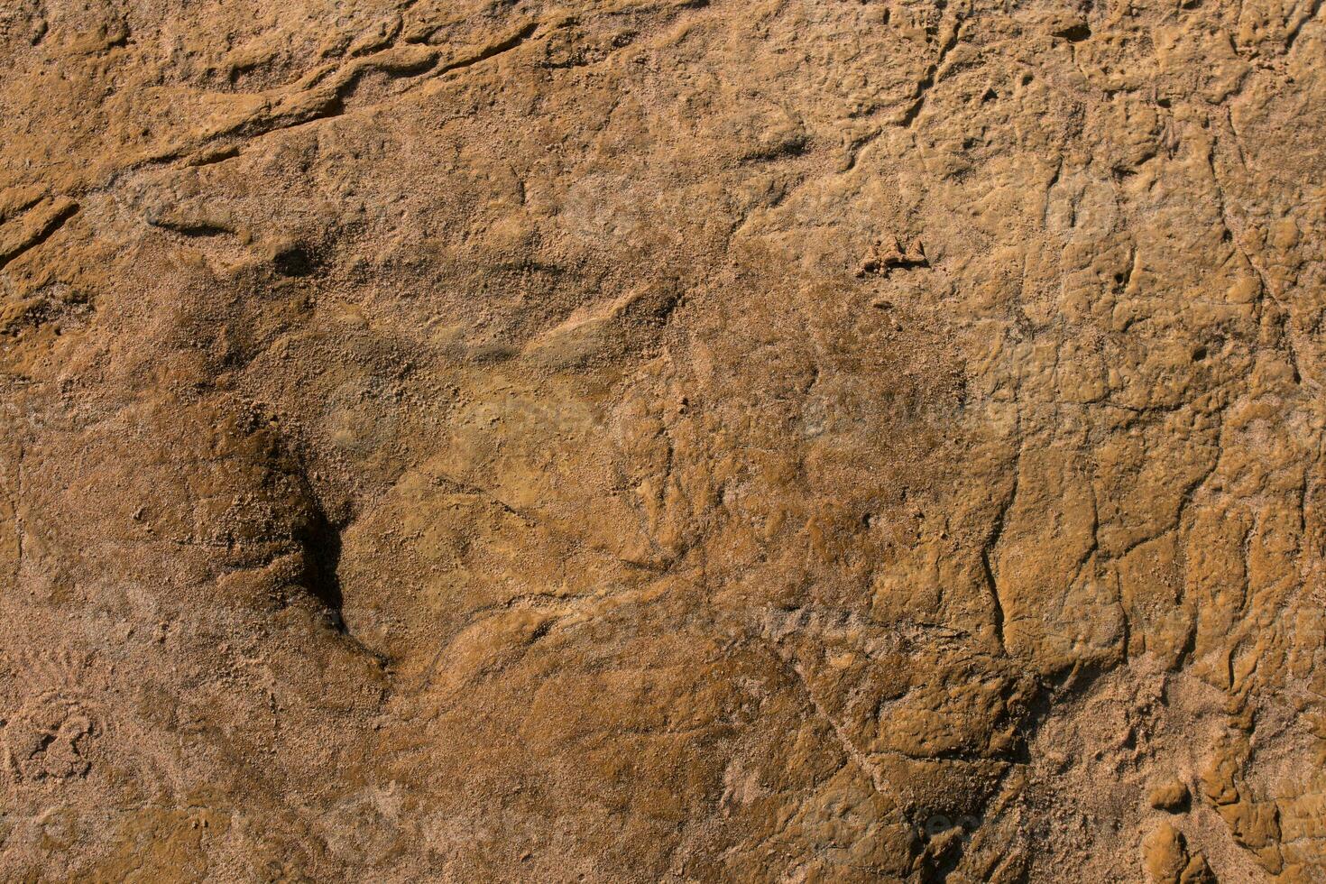 Dinosaur footprints on stone photo