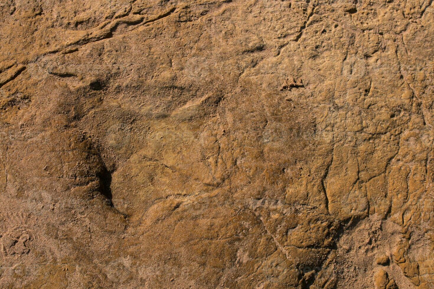 Dinosaur footprints on stone photo