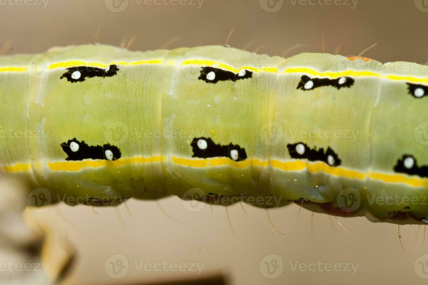 Green caterpillar close up photo
