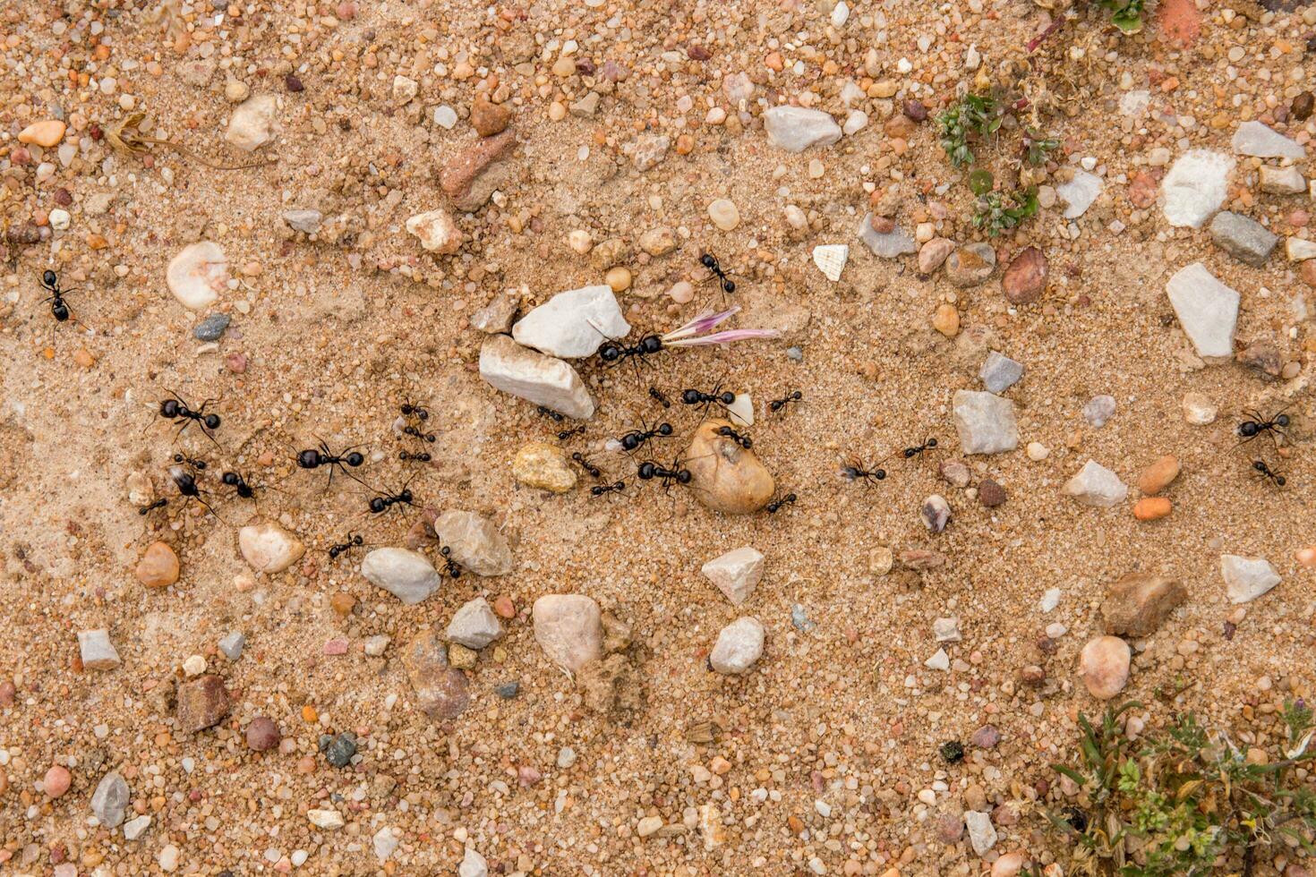 negro hormigas en el suelo foto