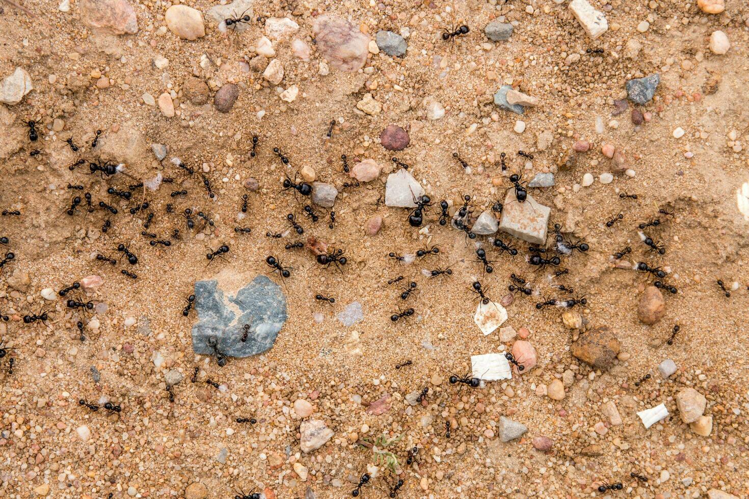 negro hormigas en el suelo foto