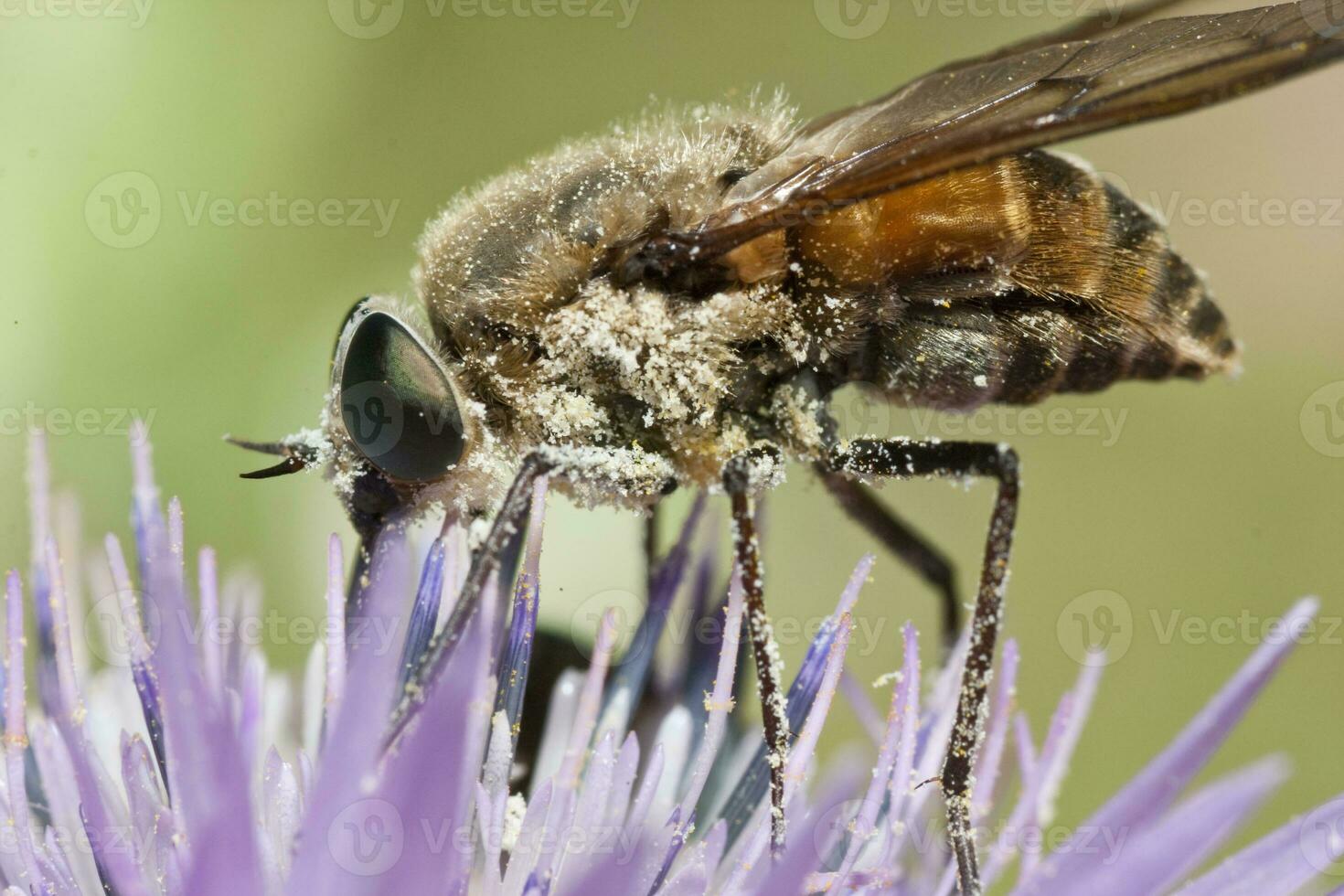 Bombylius major close up photo