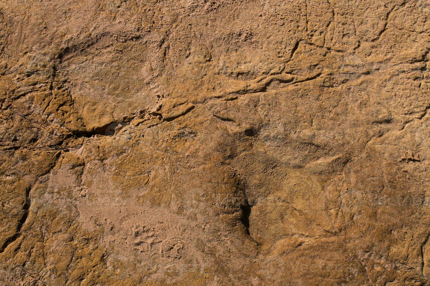 Dinosaur footprints on stone photo