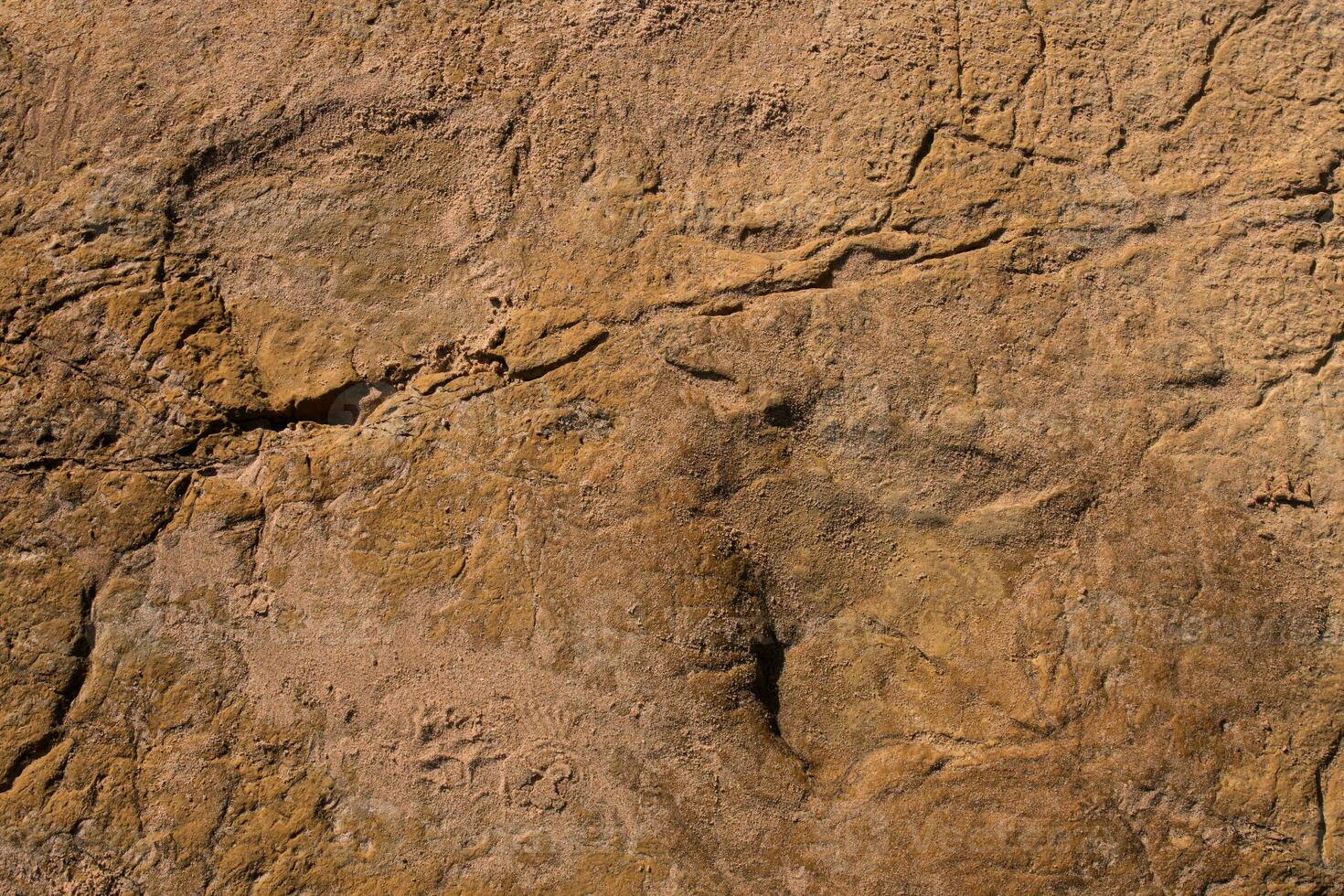 Dinosaur footprints on stone photo