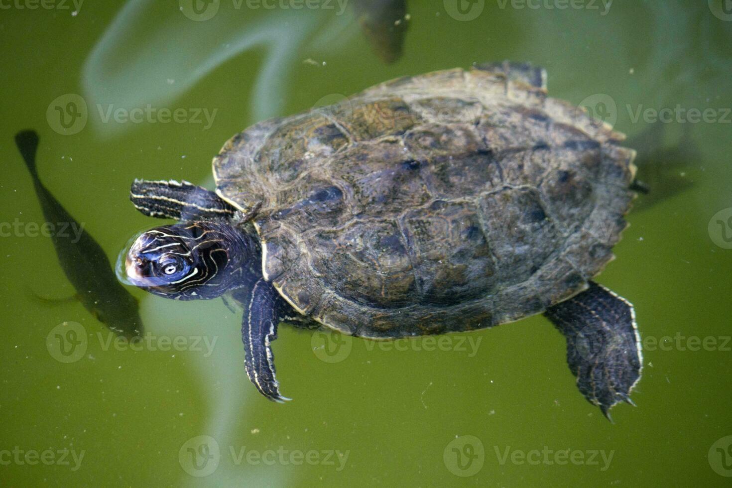 Yellow-bellied slider turtle photo