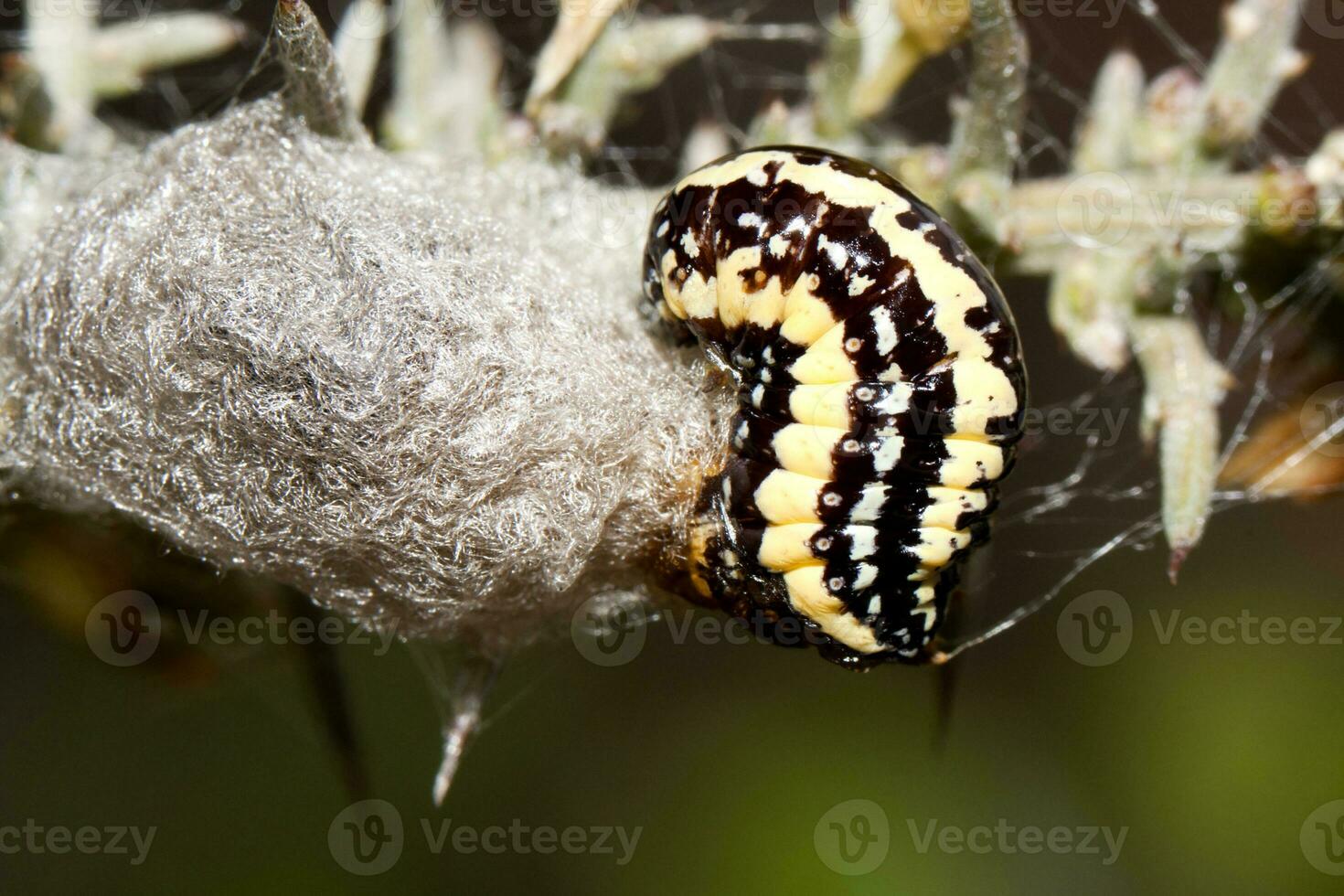 yellow and black caterpillar photo