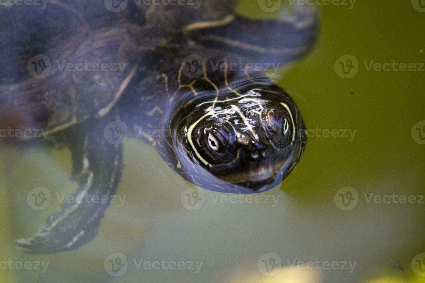 Yellow-bellied slider turtle photo