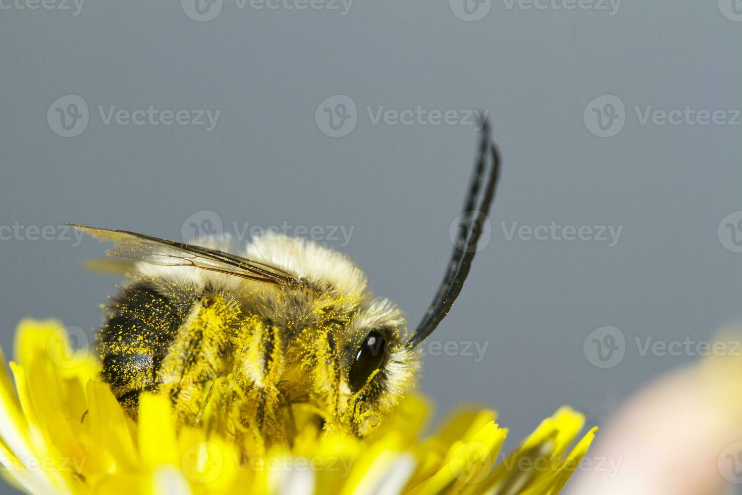 largo con cuernos abeja foto