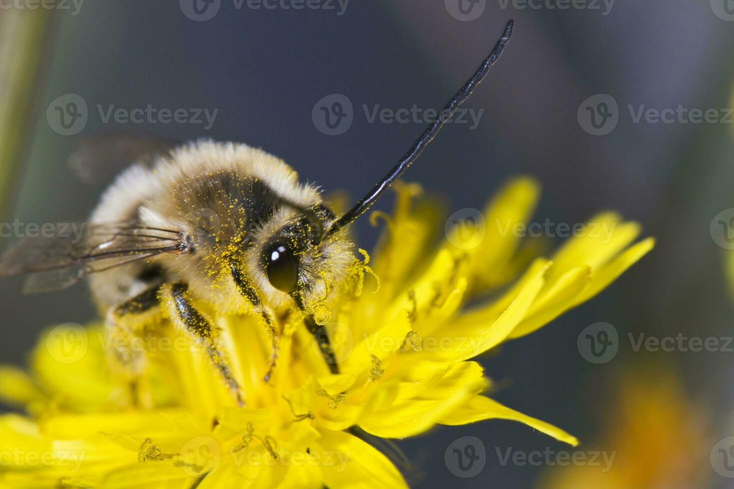 largo con cuernos abeja foto