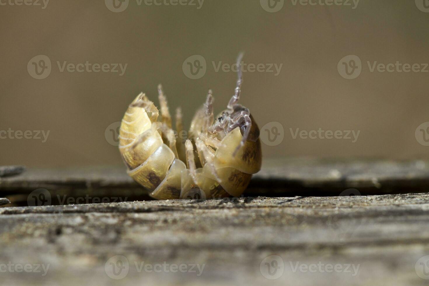 pill bug close up photo