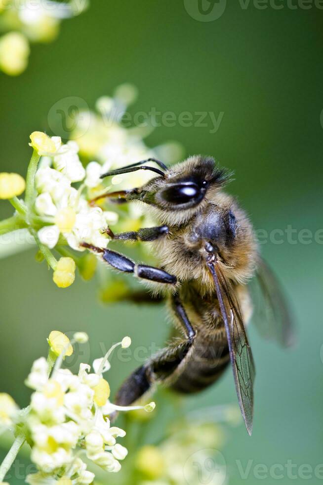 honey bee close up photo