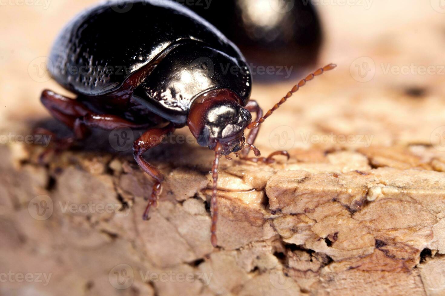 Chrysolina Bankii insect photo