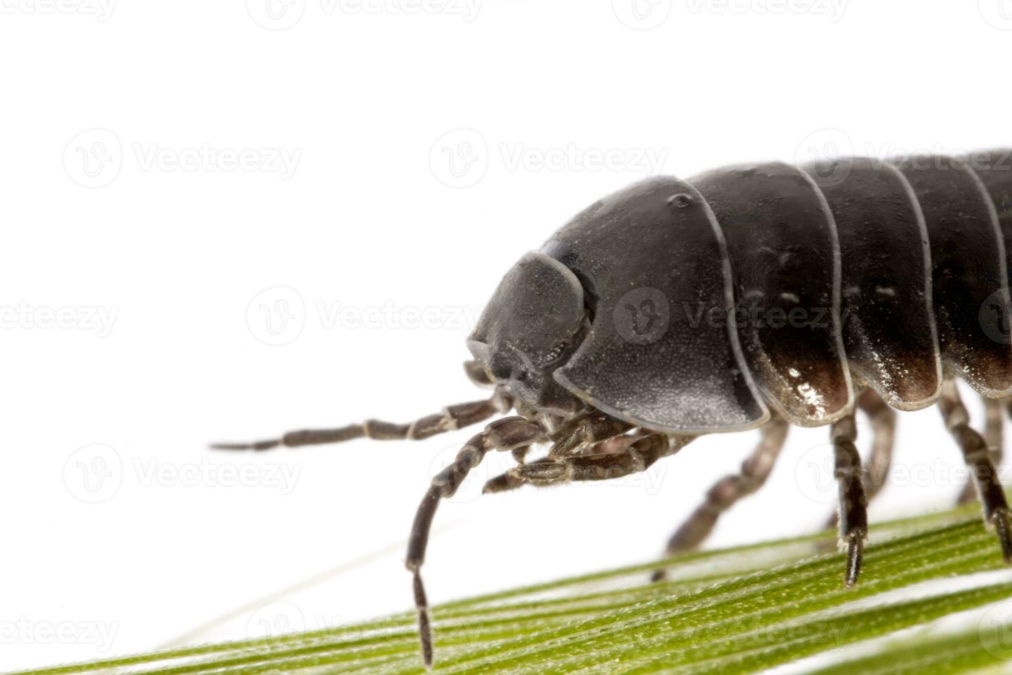 Woodlice bug close up photo