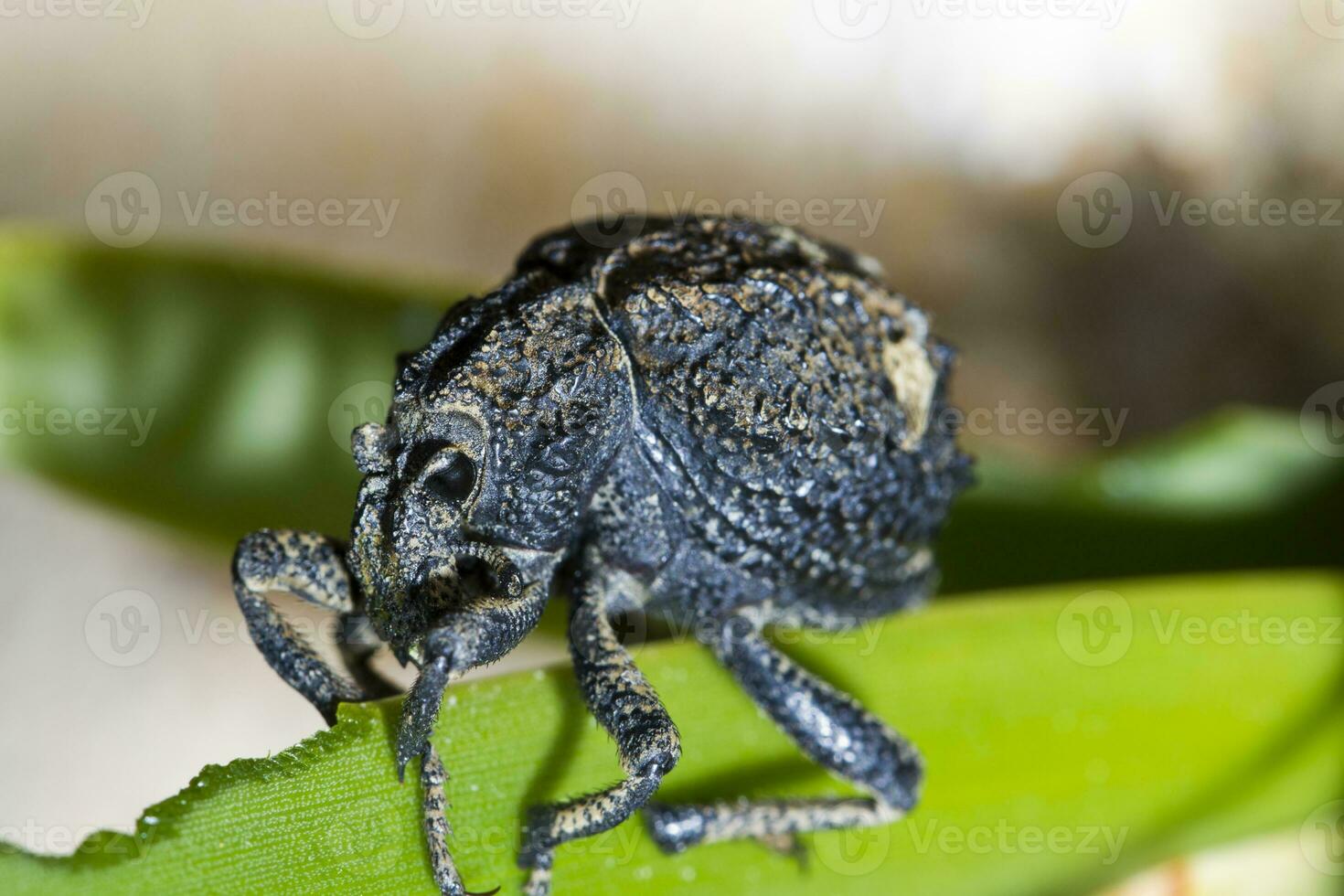 snout beetle close up photo