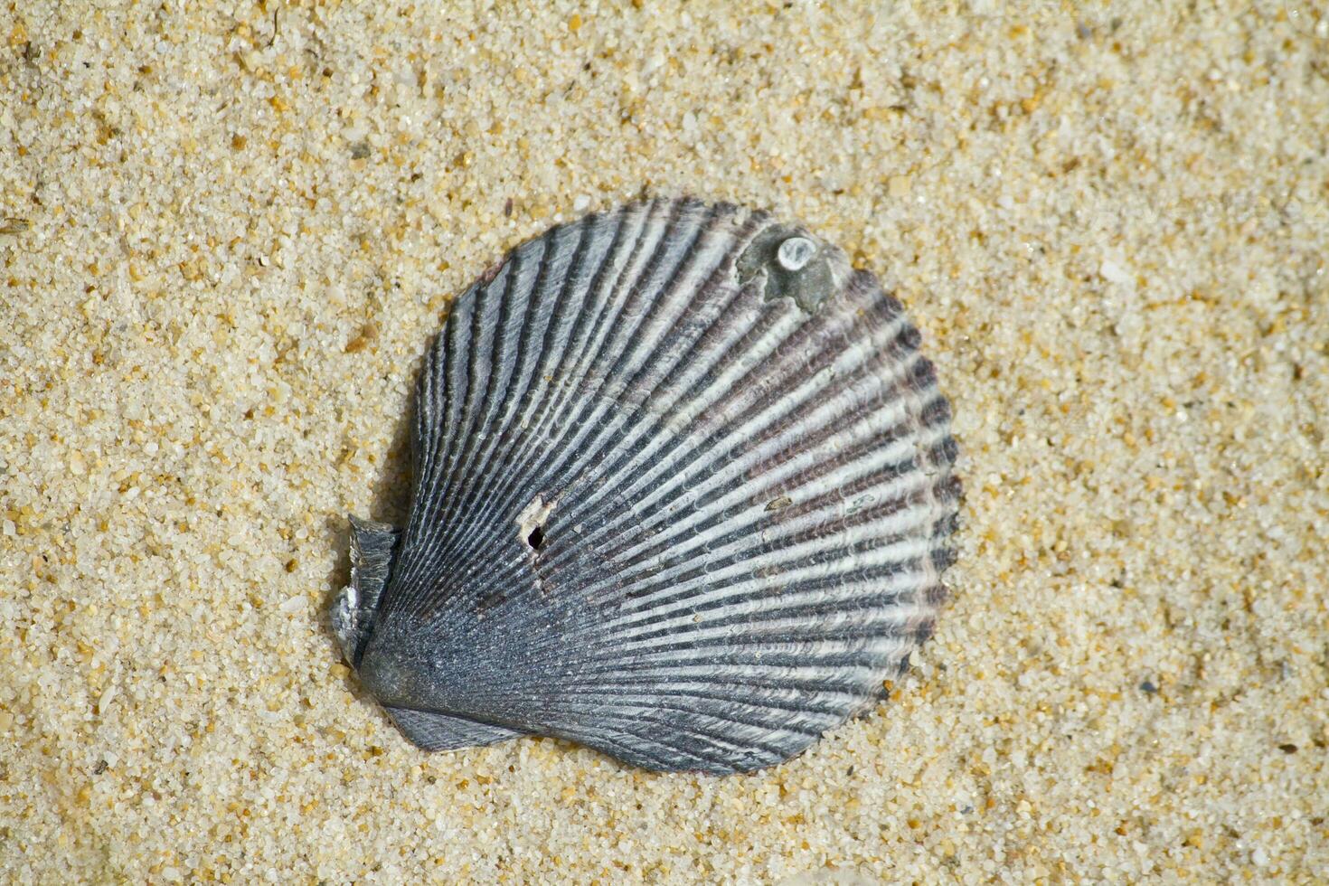 concha en una playa foto