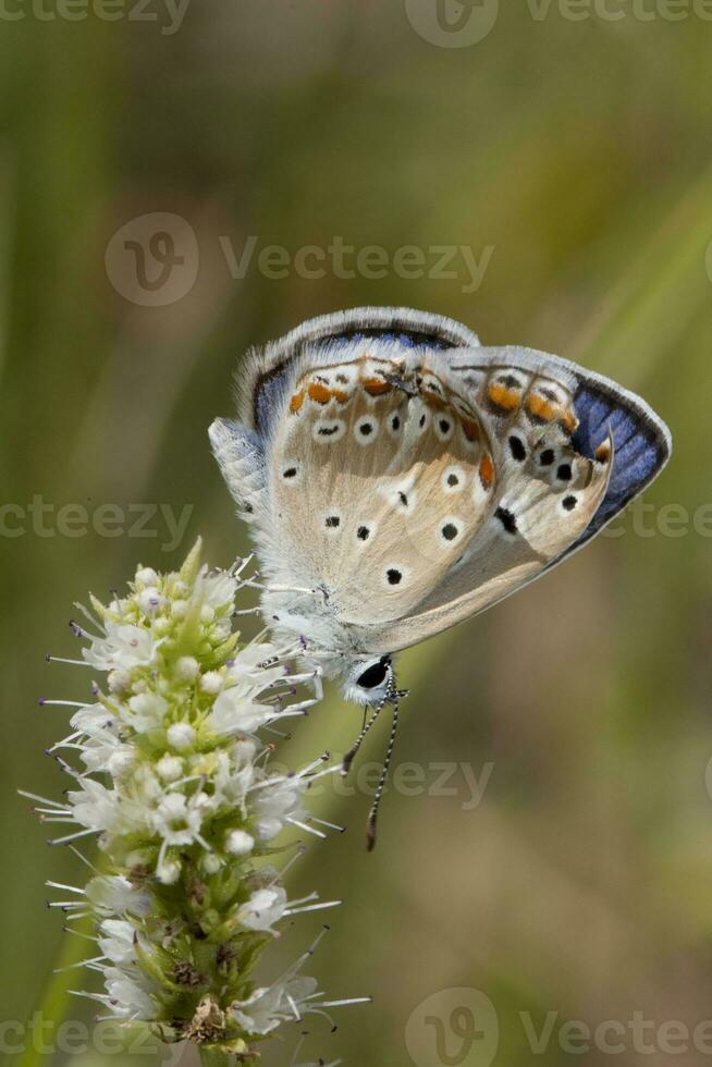 mariposa azul común foto