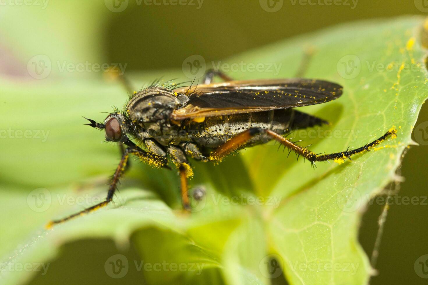 Balloon Fly - Empis tessellata photo