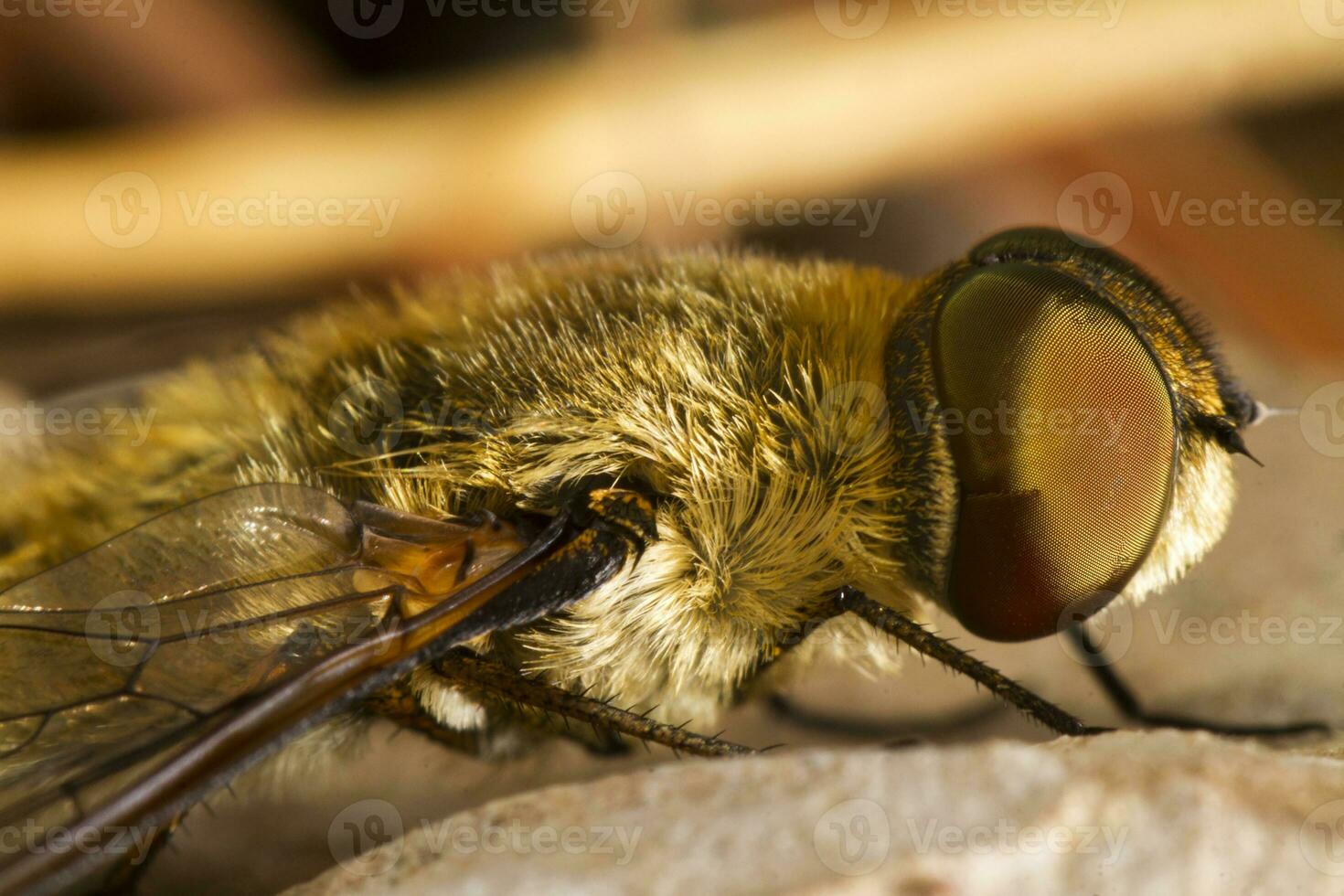 Bee Fly - Villa hottentotta photo