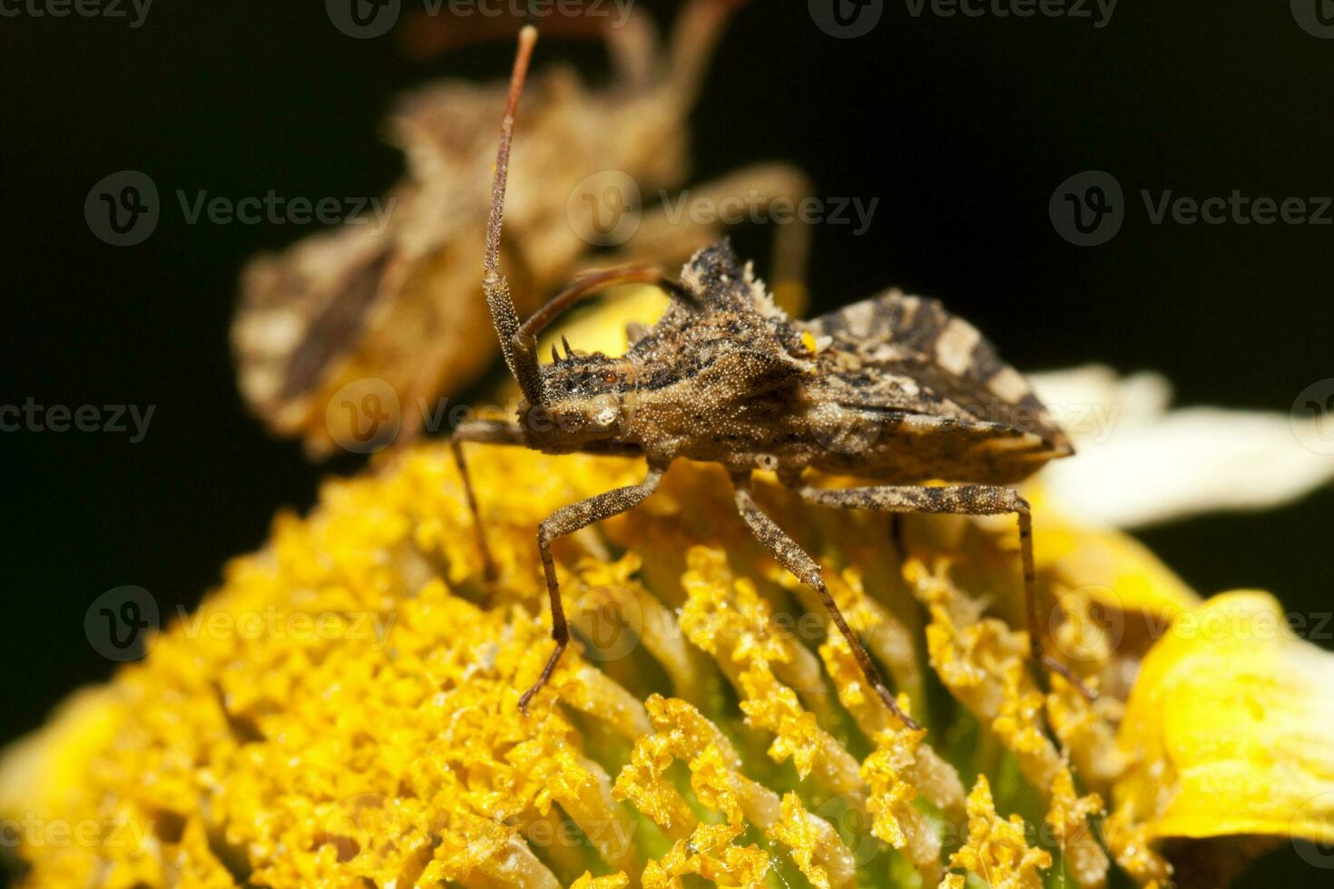 centrocóris variegado insecto foto