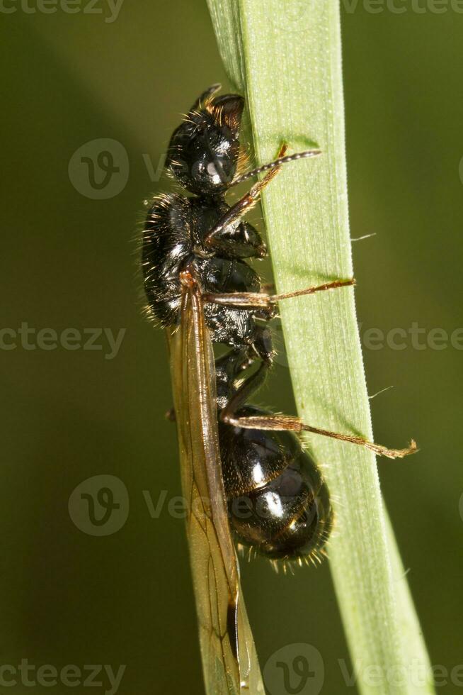 Harvester Ant - Messor barbarus photo