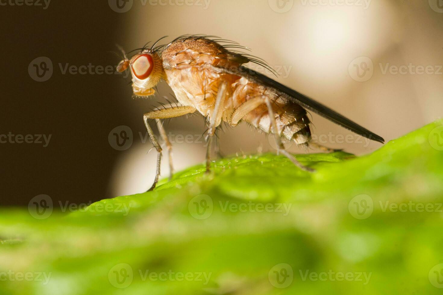 fruit fly close up photo