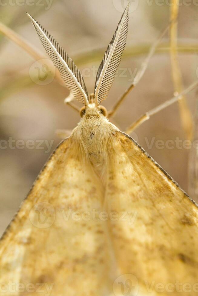 Nocturnal moth - Adactylotis gesticularia photo