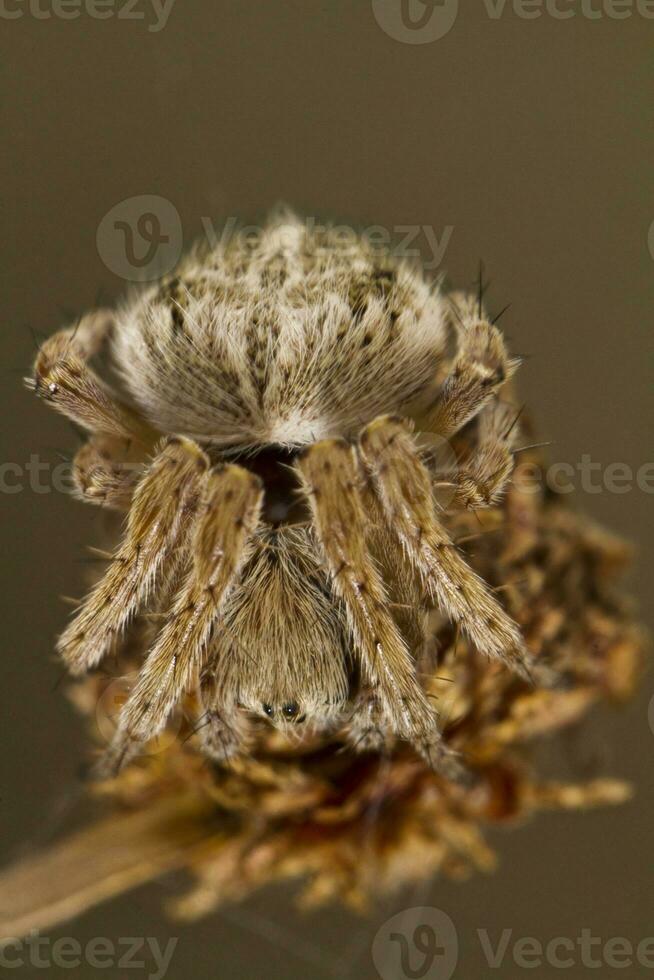 spider on attack position photo