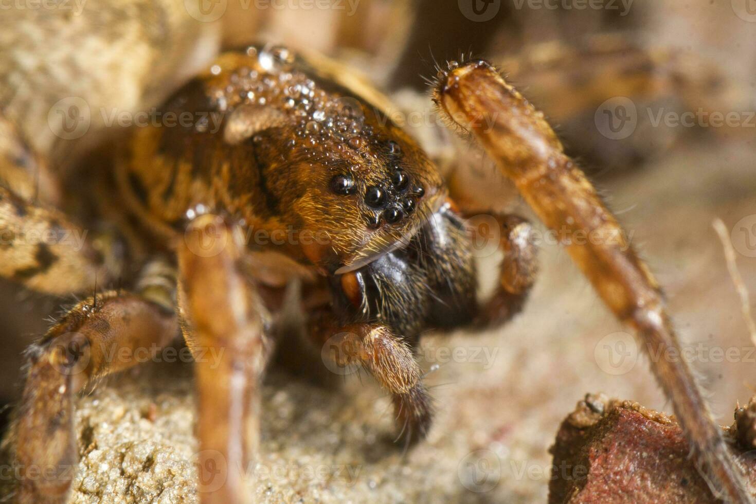 spider on attack position photo