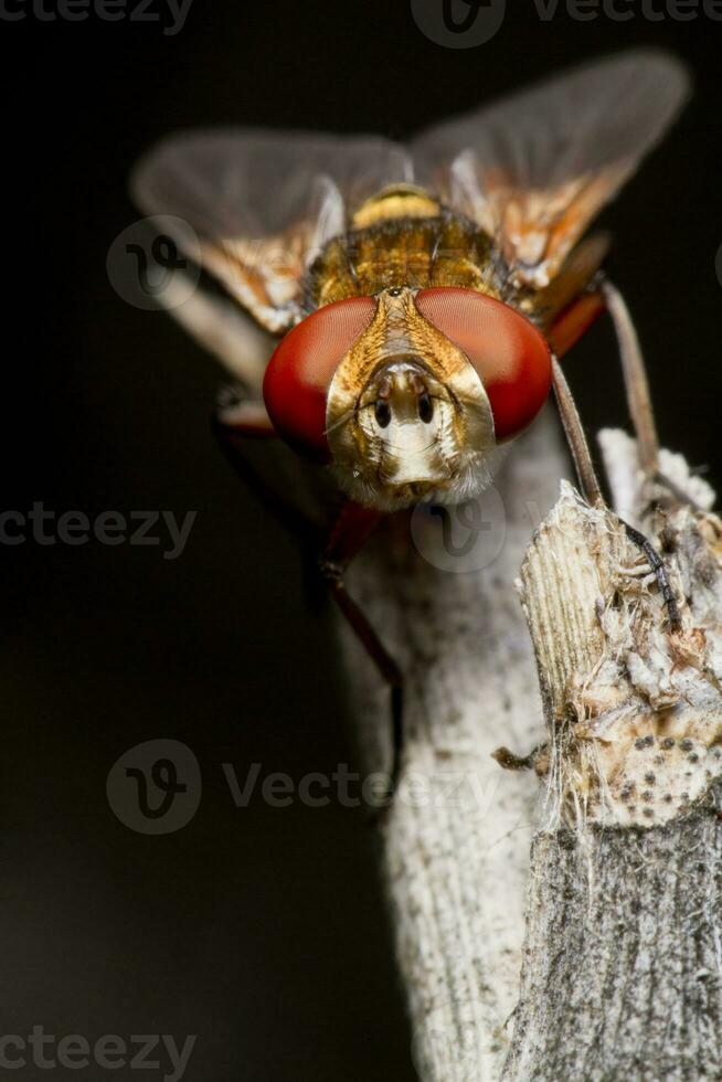 tachina fly close up photo