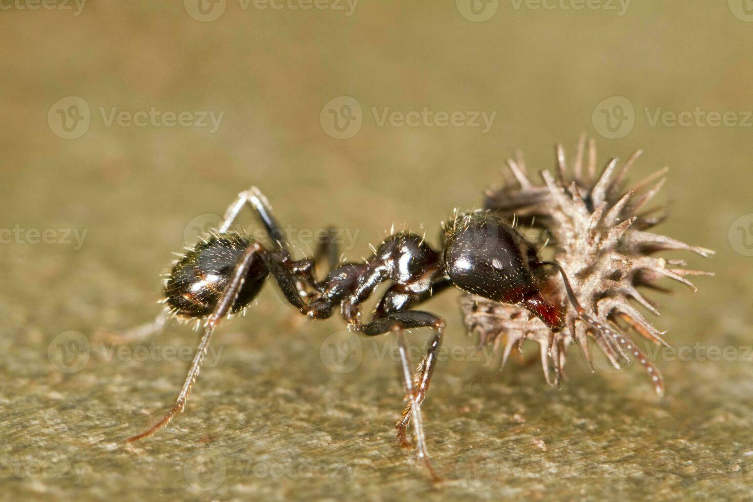 Worker ants close up photo