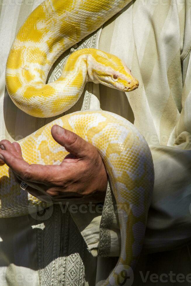 beautiful yellow python snake photo
