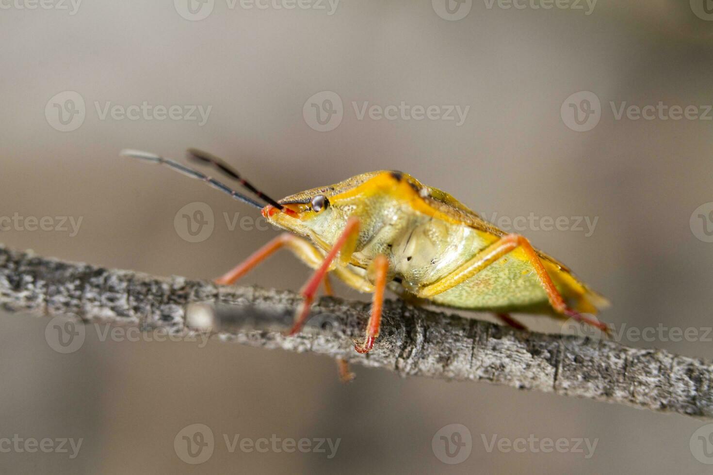 Stink Bug - Carpocoris fuscispinus photo