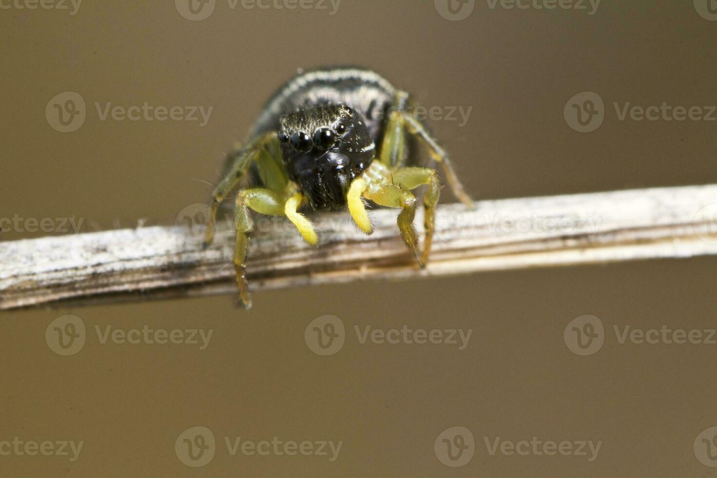 Heliophanus auratus spider photo