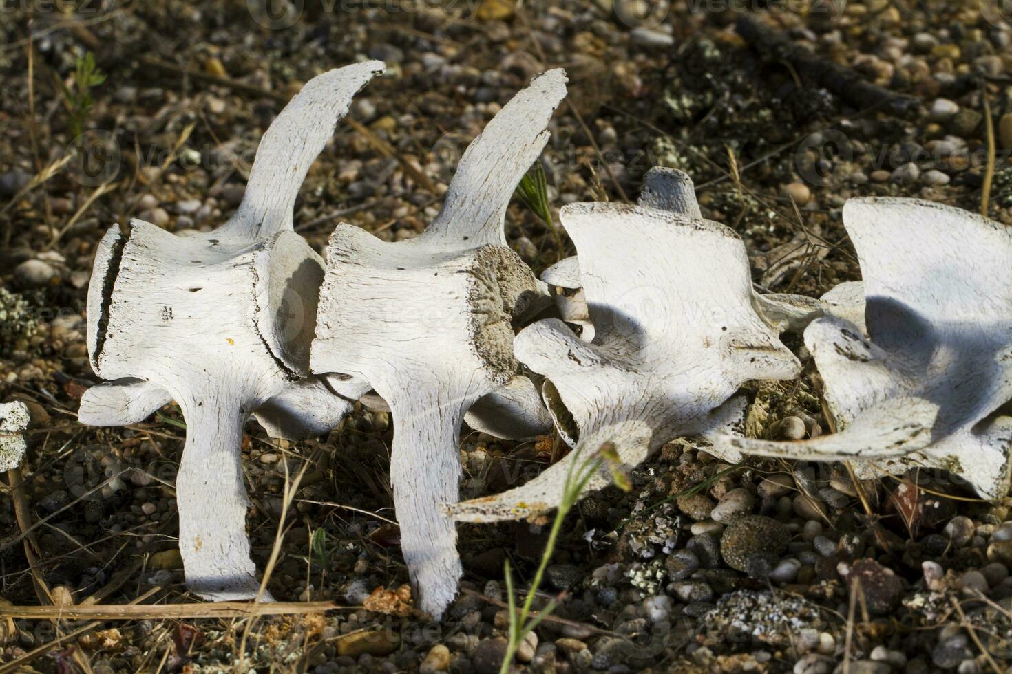 back spine sheep bones photo