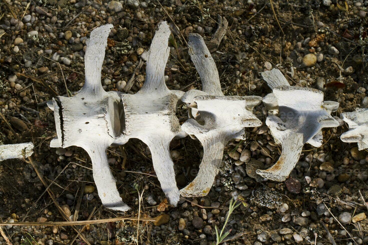 back bones of sheep photo