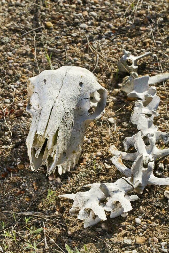 sheep skull on the nature photo