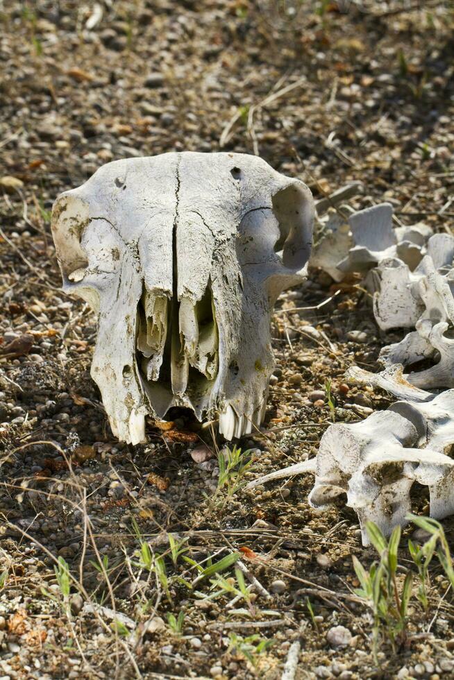 sheep skull on the nature photo