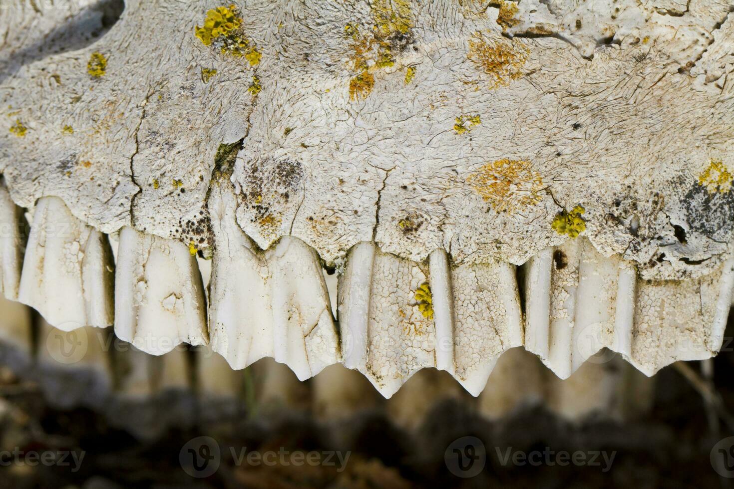 jaw with teeth of sheep photo