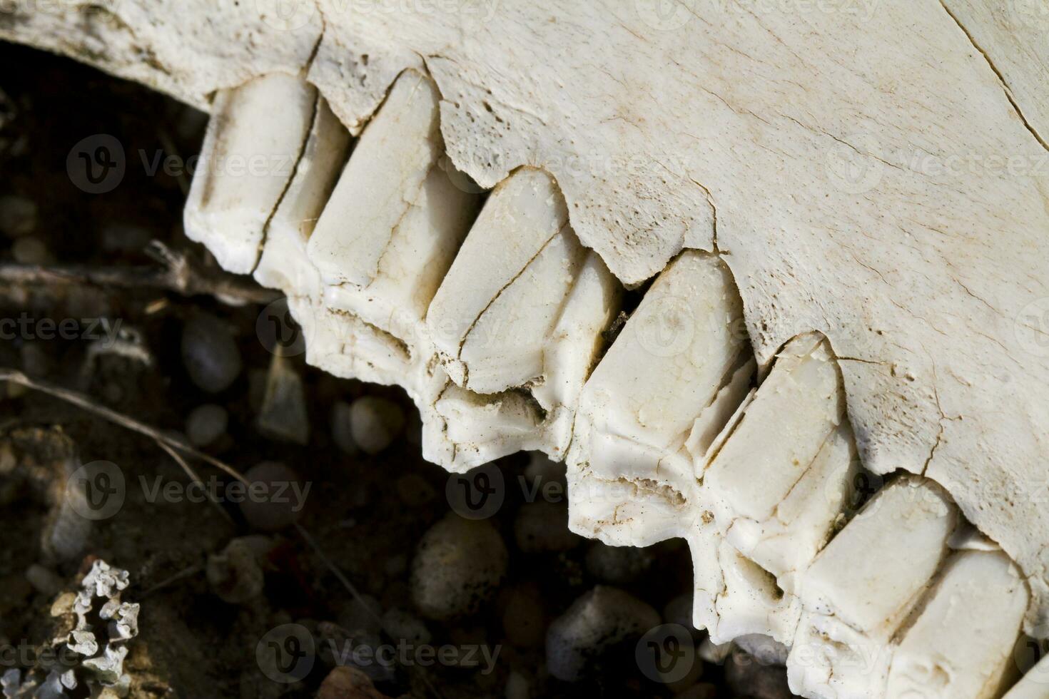 mandíbula con dientes de oveja foto