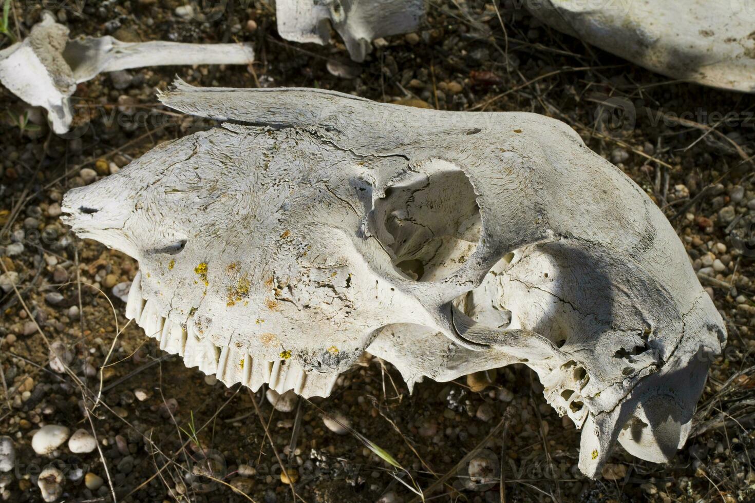 sheep skull on the nature photo