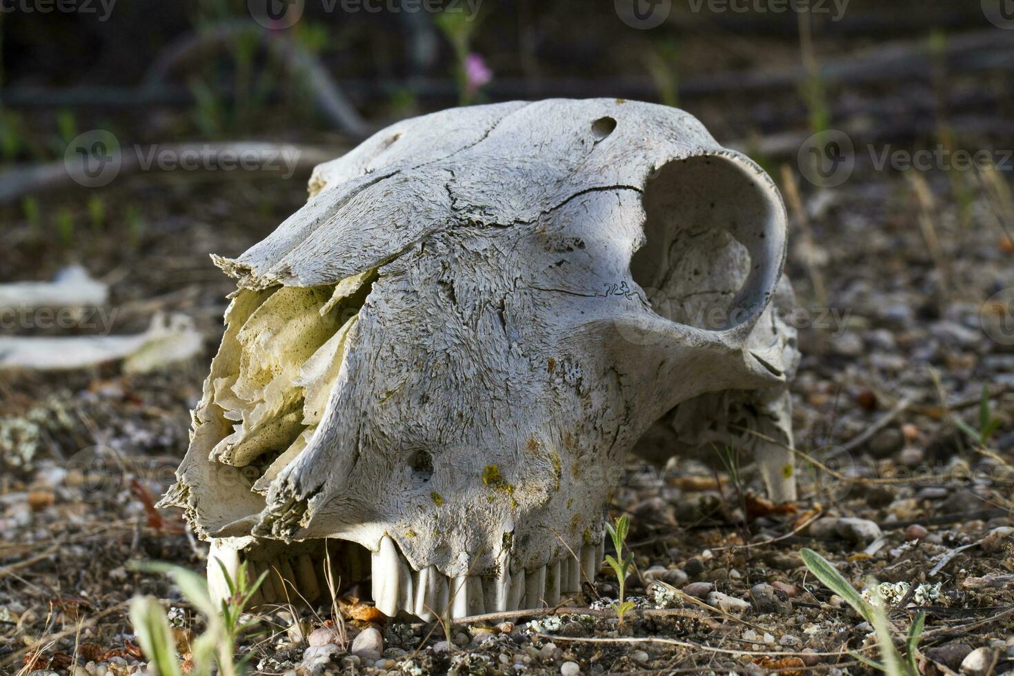 sheep skull on the nature photo