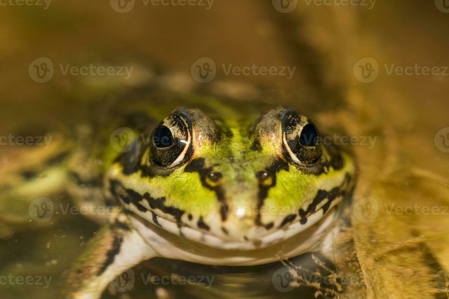 green frog on pond photo